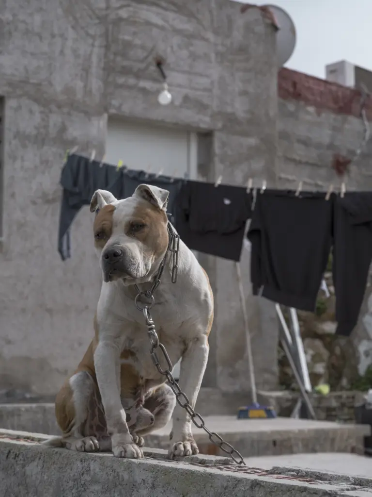 Perro atado en una vivienda del barrio de Los Mateos, Cartagena