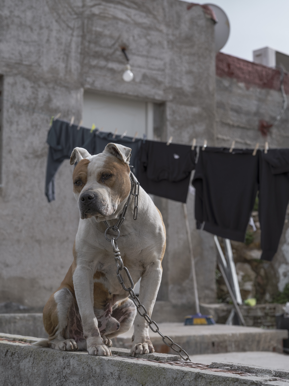 Perro atado en una vivienda del barrio de Los Mateos, Cartagena